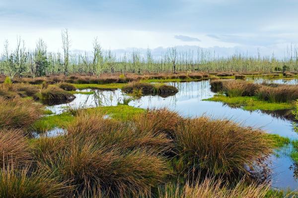 picture of a wetland, marsh