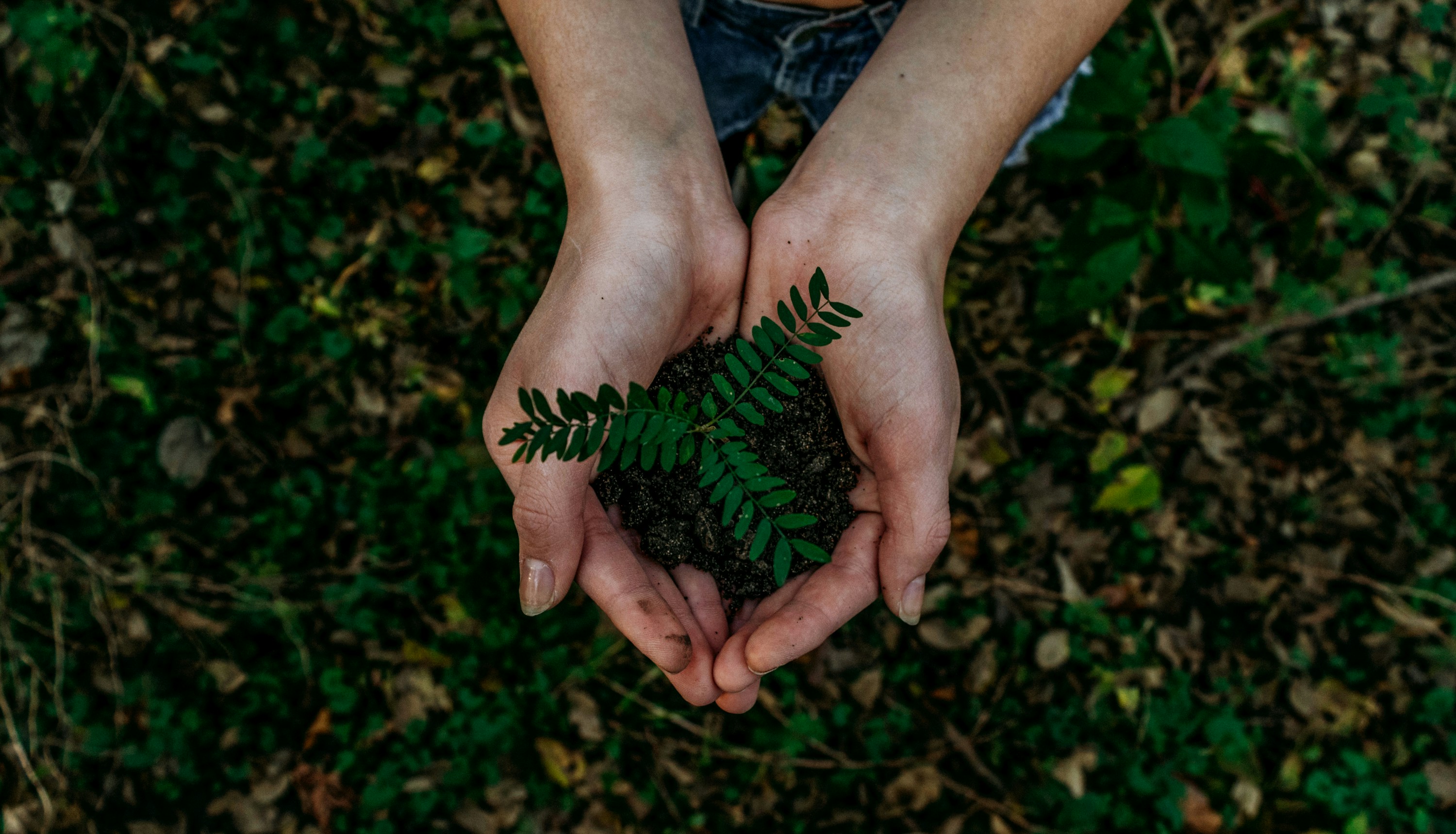 photo with green leaves, and two hands holding a plant.