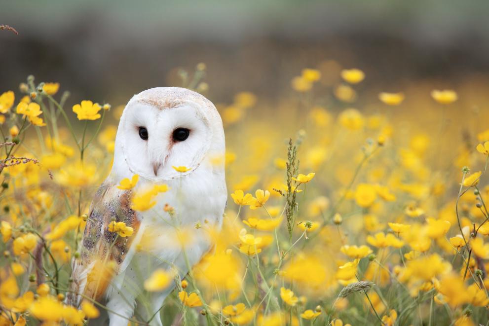 Owl standing in some flowers