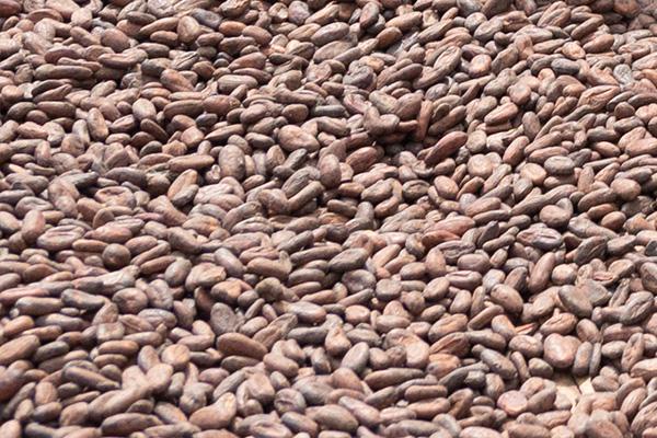 Cocoa beans