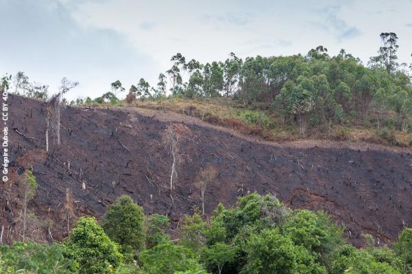 Erosion due to deforestation in Madagascar