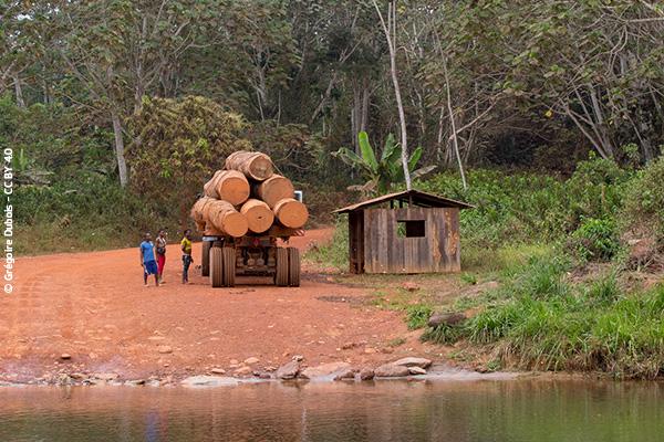 Deforestation and landscape fragmentation, Cameroon